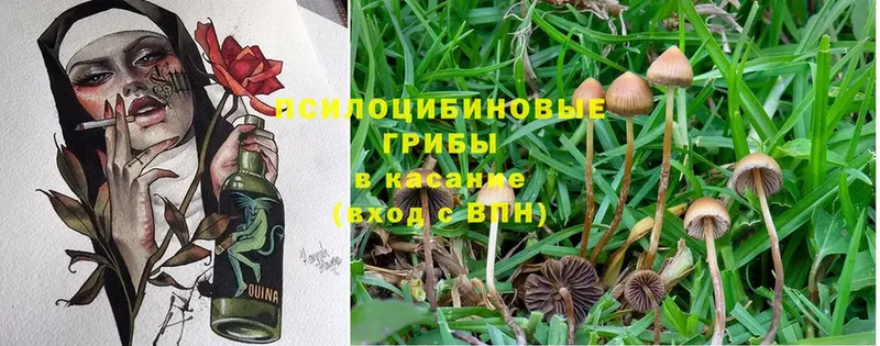 Галлюциногенные грибы Psilocybine cubensis  Туринск 